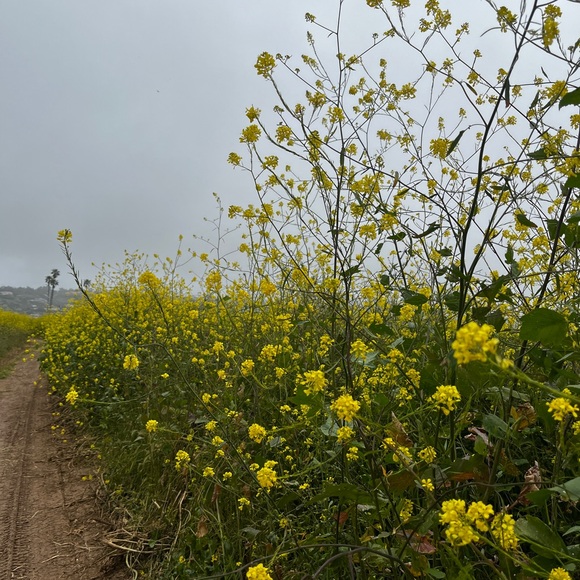 Meet your Posher, Stephanie - Picture 1 of 1